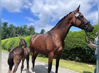 Trakehner, Merrie, 9 Jaar, 171 cm, Bruin