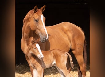 Trakehner, Merrie, 9 Jaar, 173 cm, Vos