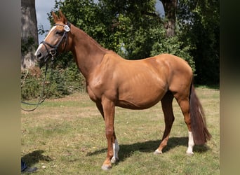 Trakehner, Merrie, 9 Jaar, 173 cm, Vos