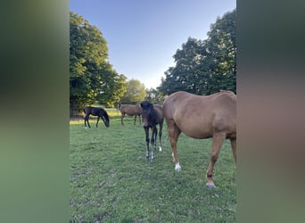 Trakehner, Merrie, veulen (04/2024), 164 cm, Bruin