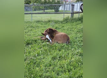 Trakehner, Merrie, veulen (03/2024), 165 cm, Donkere-vos