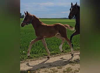 Trakehner, Merrie, veulen (03/2024), 165 cm, Donkere-vos