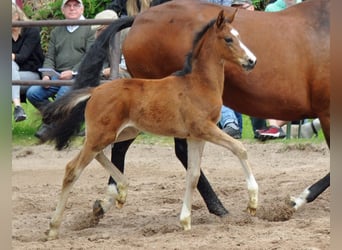 Trakehner, Merrie, veulen (04/2023), 167 cm, Donkerbruin