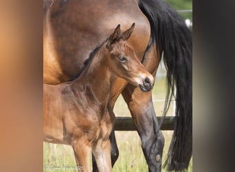 Trakehner, Merrie, , 168 cm, Bruin
