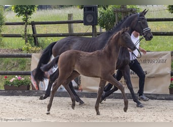 Trakehner, Merrie, , 168 cm, Donkerbruin