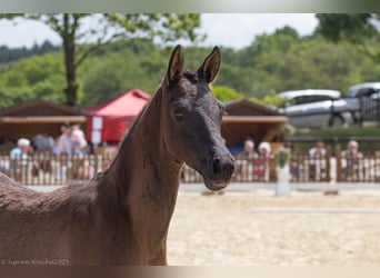 Trakehner, Merrie, , 168 cm, Donkerbruin