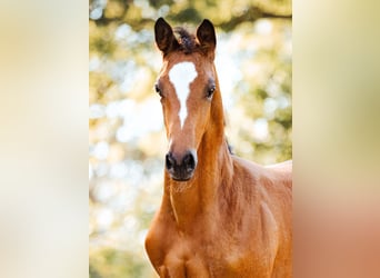 Trakehner, Merrie, veulen (05/2024), 170 cm, Brauner