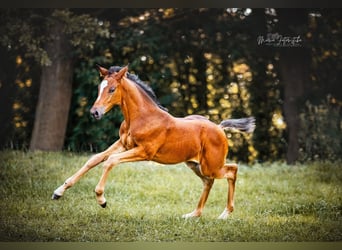 Trakehner, Merrie, veulen (05/2024), 170 cm, Brauner