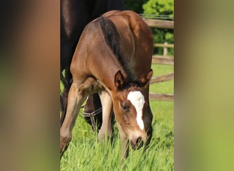 Trakehner, Merrie, , 170 cm, Bruin