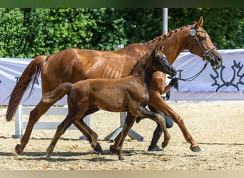 Trakehner, Merrie, Veulen (03/2025), 170 cm, Donkere-vos