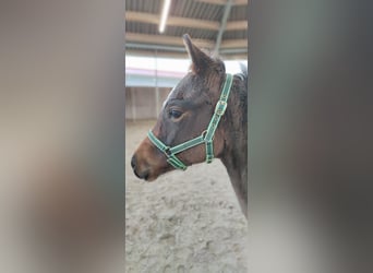 Trakehner, Merrie, veulen (06/2023), Brauner