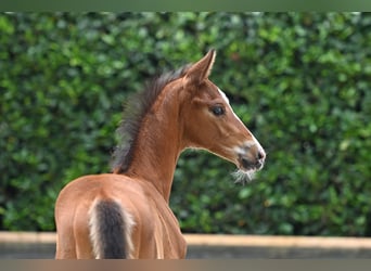 Trakehner, Merrie, veulen (05/2024), Brauner