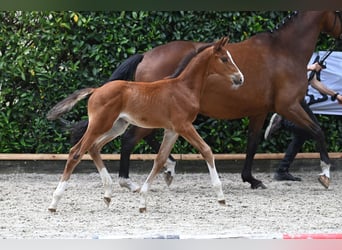 Trakehner, Merrie, veulen (05/2024), Brauner