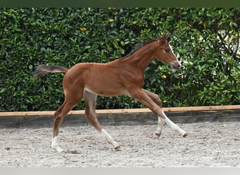 Trakehner, Merrie, veulen (05/2024), Brauner