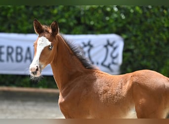 Trakehner, Merrie, veulen (05/2024), Brauner