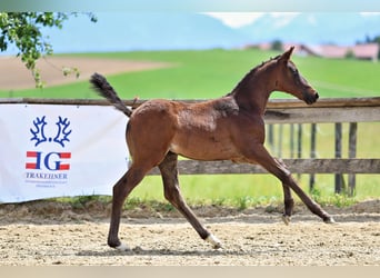 Trakehner, Merrie, Veulen (04/2026), Bruin