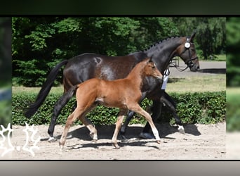 Trakehner, Merrie, veulen (04/2024), Bruin