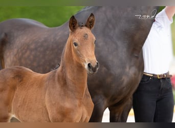 Trakehner, Merrie, Veulen (05/2026), Bruin