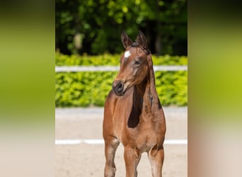 Trakehner, Merrie, Veulen (03/2026), Bruin
