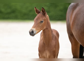 Trakehner, Merrie, Veulen (05/2026), Bruin