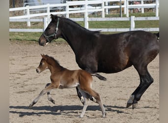Trakehner, Merrie, Veulen (03/2026), Bruin