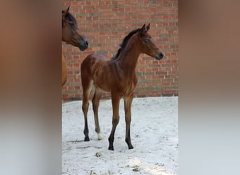 Trakehner, Merrie, Veulen (06/2026), Bruin