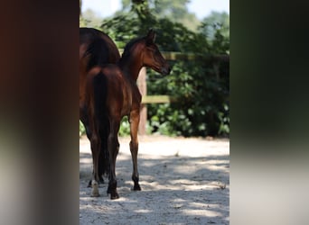 Trakehner, Merrie, Veulen (06/2026), Bruin