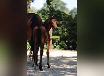 Trakehner, Merrie, Veulen (06/2026), Bruin