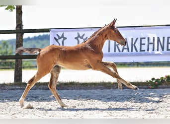 Trakehner, Merrie, Veulen (04/2026), Bruin