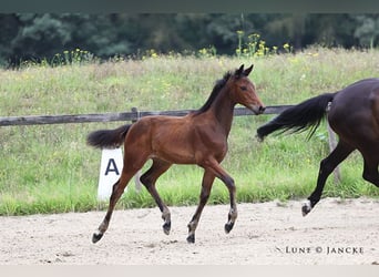 Trakehner, Merrie, veulen (05/2023), Donkerbruin