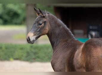 Trakehner, Merrie, Veulen (01/2025), Donkerbruin