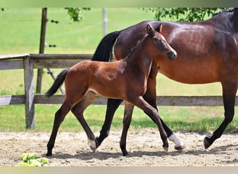 Trakehner, Merrie, Veulen (04/2026), Donkerbruin