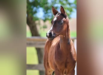 Trakehner, Merrie, Veulen (04/2026), Donkerbruin