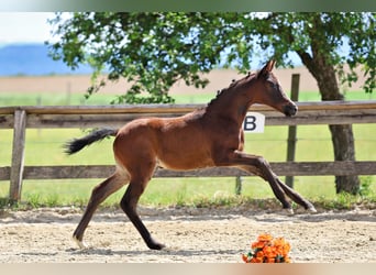 Trakehner, Merrie, Veulen (04/2026), Donkerbruin