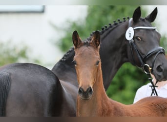 Trakehner, Merrie, veulen (02/2024), Donkerbruin