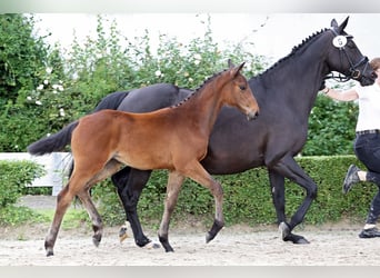 Trakehner, Merrie, veulen (02/2024), Donkerbruin