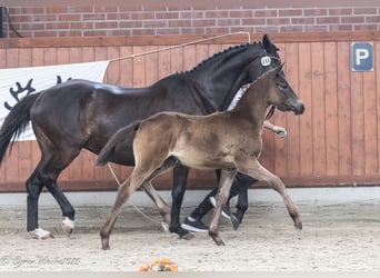 Trakehner, Merrie, Veulen (03/2025), Donkerbruin