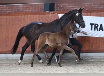 Trakehner, Merrie, Veulen (03/2025), Donkerbruin
