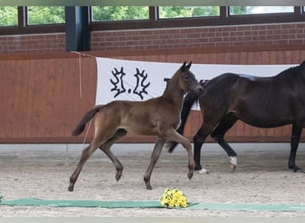 Trakehner, Merrie, Veulen (03/2025), Donkerbruin