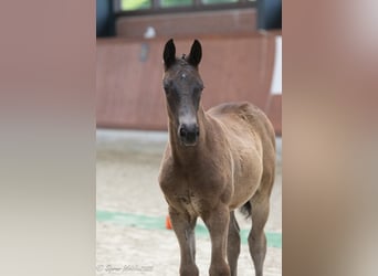 Trakehner, Merrie, Veulen (03/2025), Donkerbruin