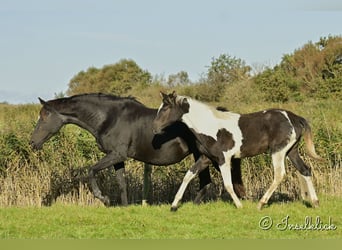 Trakehner, Merrie, veulen (03/2024), Gevlekt-paard