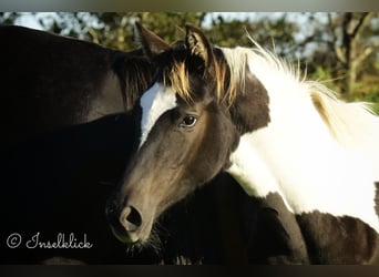 Trakehner, Merrie, veulen (03/2024), Gevlekt-paard