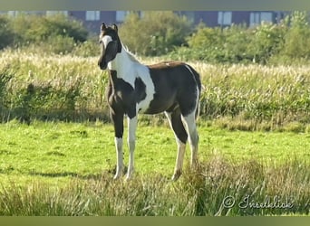 Trakehner, Merrie, veulen (03/2024), Gevlekt-paard