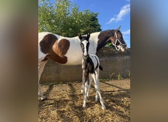 Trakehner, Merrie, veulen (06/2024), Gevlekt-paard