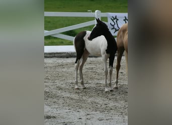 Trakehner, Merrie, veulen (03/2024), Gevlekt-paard