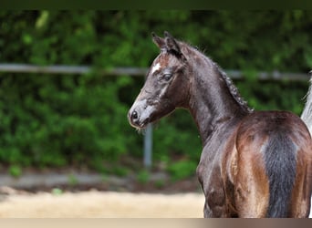 Trakehner, Merrie, Veulen (04/2026), kan schimmel zijn