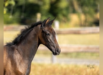 Trakehner, Merrie, Veulen (06/2025), Schimmel