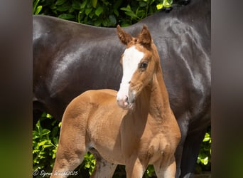 Trakehner, Merrie, Veulen (04/2025), Vos