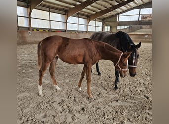 Trakehner, Stute, Fohlen (03/2024), Fuchs