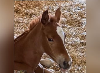 Trakehner, Merrie, Veulen (06/2026), Vos